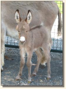 Click photo of miniature donkey to enlarge image