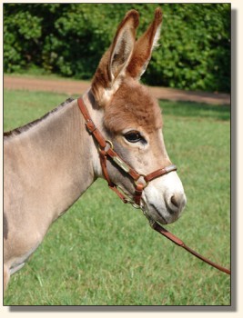 Wit's End Miss El-Leigh