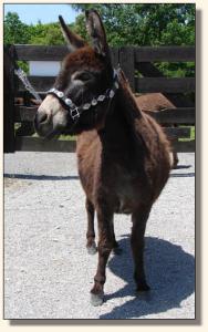 Click photo to enlarge image of miniature donkey