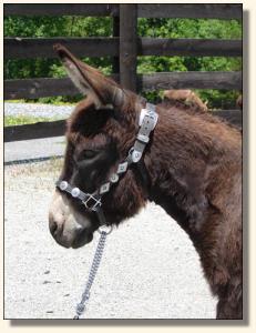 Click photo to enlarge image of miniature donkey