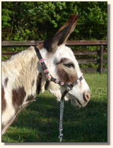 Click photo to miniature donkey to enlarge image