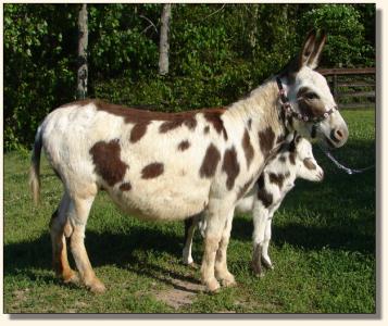 Click photo to miniature donkey to enlarge image