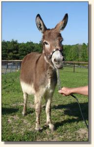 Click photo of miniature donkey to enlarge image