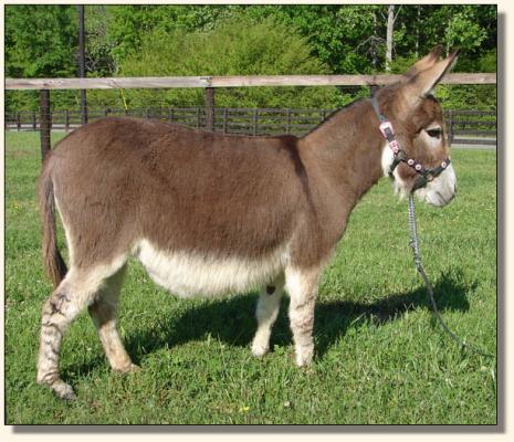 Click photo of miniature donkey to enlarge image