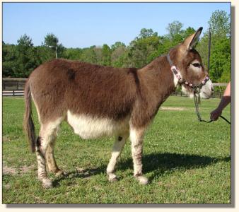 Click photo of miniature donkey to enlarge image