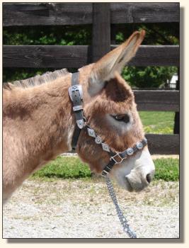 Click photo of miniature donkey to enlarge image