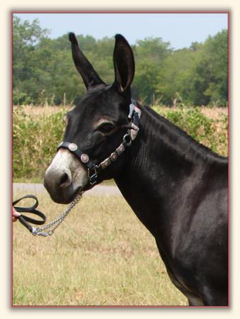 Gee Haw's Co-Co Butter