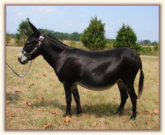 Gee Haw's Co-Co Butter