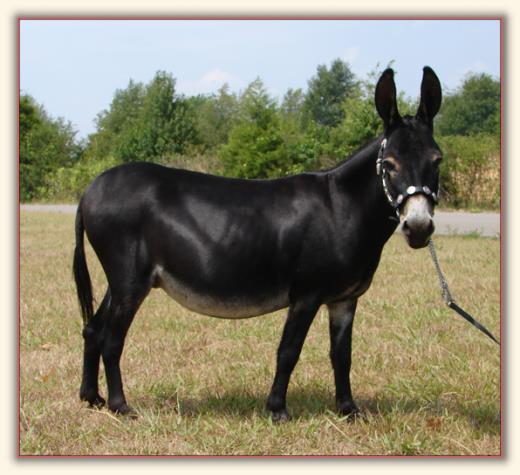 Gee Haw's Co-Co Butter