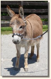Click photo of miniature donkey to enlarge image