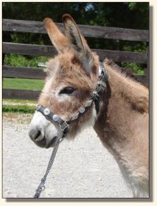 Click photo of miniature donkey to enlarge image