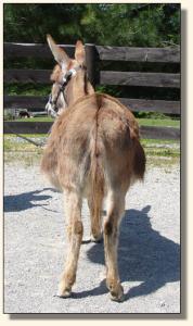 Click photo of miniature donkey to enlarge image