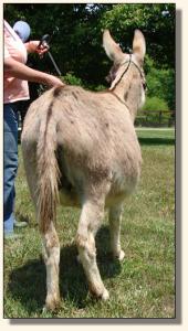 Click photo of miniature donkey to enlarge image