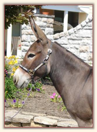 Cedar Creek Farm's Sonflower