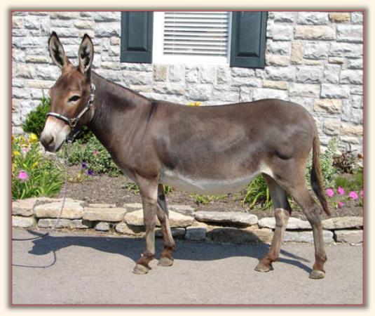Cedar Creek Farm's Sonflower