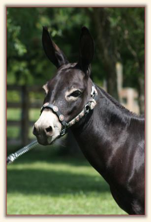 Sunset Acres Kristen Joy