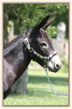 Sunset Acres Kristen Joy