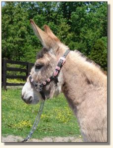 Click photo of miniature donkey to enlarge image