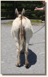 Click photo of miniature donkey to enlarge image