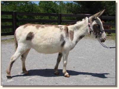 Click photo of miniature donkey to enlarge image