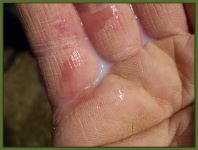 White Milk on Christmas Evening 3pm!