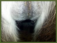 Raven's bag and teats on Christmas Morning!