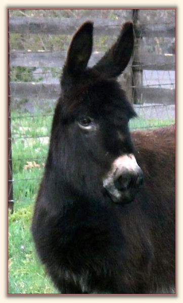 Sunset Acres Kristen Joy