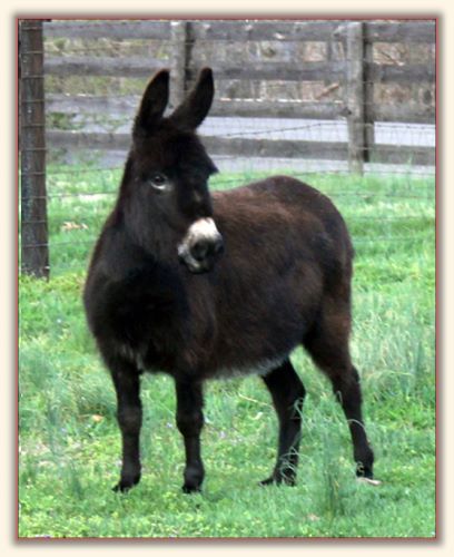 Sunset Acres Kristen Joy