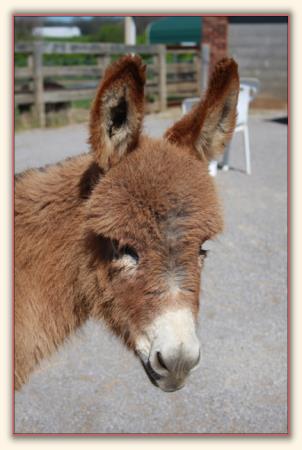 HHAA Rocket's Red Glare