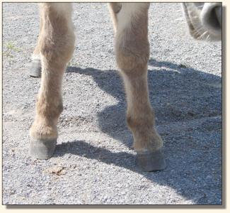 Click photo  of miniature donkey to enlarge image