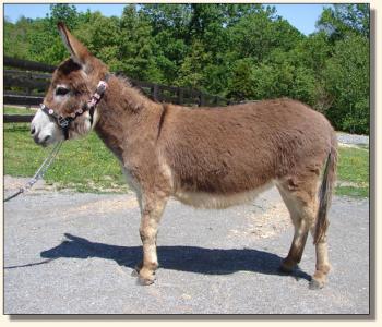Click photo  of miniature donkey to enlarge image