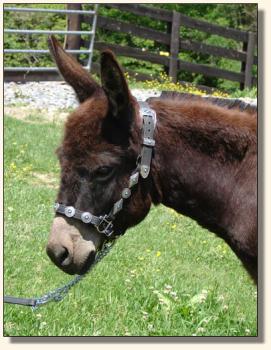Click photo of miniature donkey to enlarge image
