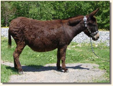 Click photo of miniature donkey to enlarge image