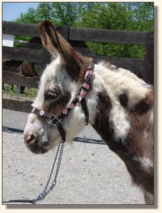 Click photo of miniature donkey to enlarge image