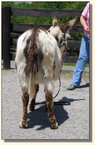 Click photo of miniature donkey to enlarge image