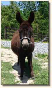 Click photo to enlarge image of miniature donkey