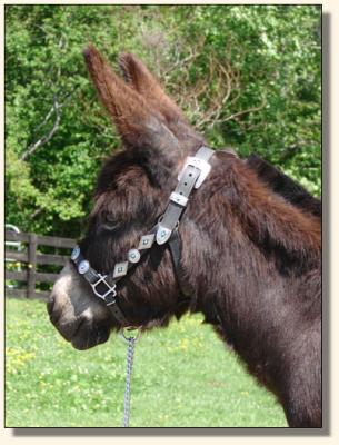 Click photo to enlarge image of miniature donkey