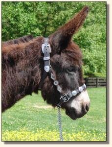 Click photo of miniature donkey to enlarge image