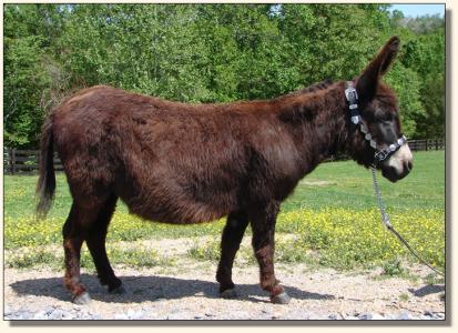 Click photo to enlarge image of miniature donkey