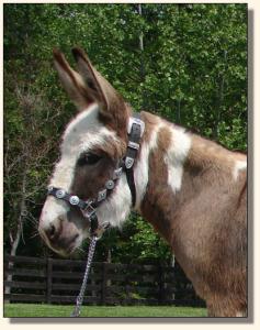 Click photo of miniature donkey to enlarge image