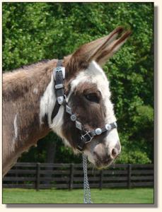 Click photo of miniature donkey to enlarge image