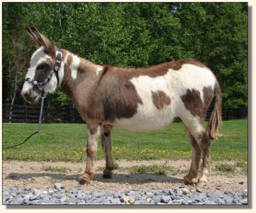 Click photo of miniature donkey to enlarge image