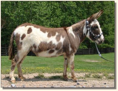 Click photo of miniature donkey to enlarge image