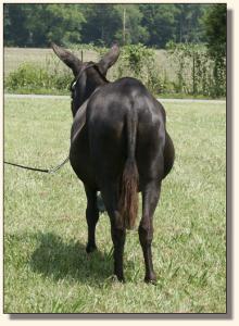 MGF Venus X-Phile 600