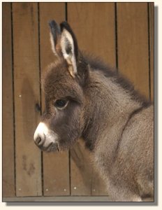 Click photo to enlarge