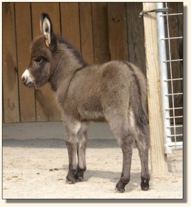 Click photo to enlarge