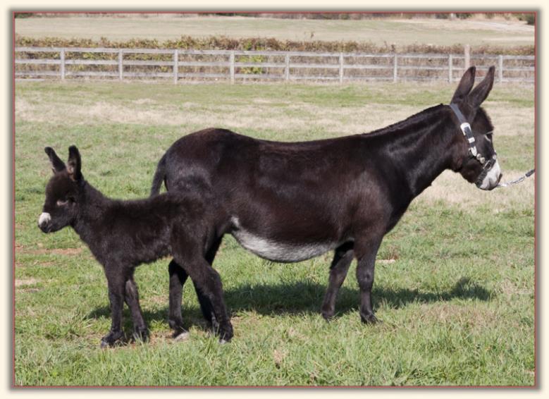 Wit's End Jazz-A-Belle