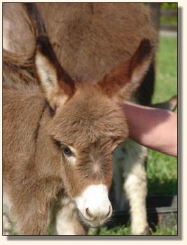 Click image of miniature donkey to enlarge