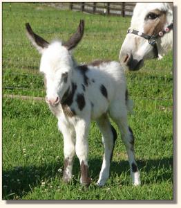 Click photo of miniature donkey to enlarge image
