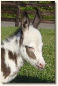 Click photo of miniature donkey to enlarge image